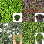 Combo Of 4 Ground Cover Plant 3Inches Pot Random Pick Baby Tear Angel Tears Brass Butt Black Plant Ht7