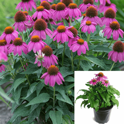 Echinacea Purp Pow Wow Wild Berry 1Gallon Plant Purp Pow Wow Wild Berry Cone Pink Flower Mr7Ht7
