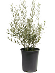 Olea Europaea Little Ollie 1 Gallon Plant Dwarf Olive Little Ollie Plant Dwarf Olive Live Plant Ht7