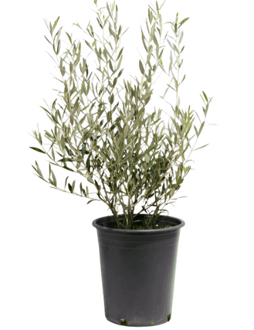 Olea Europaea Little Ollie 1 Gallon Ht7 Plant Dwarf Olive Little Ollie Plant Dwarf Olive Live Plant Ht7