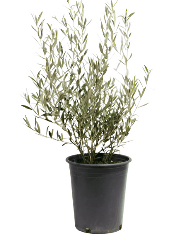 Olea Europaea Little Ollie 1 Gallon Plant Dwarf Olive Little Ollie Plant Dwarf Olive Live Plant Ht7