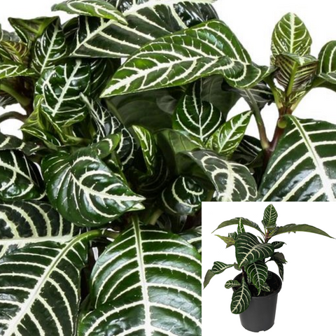 Zebra Plant 4Inches Pot Aphelandra Squarrosa House Live Plant Ht7