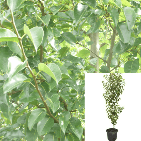 Pyrus Calleryana Bradford 5Gallon Pyrus Chanticleer 5Gallon Pyrus Calleryana Chanticleer Chanticleer Pear Live Plant Outdoor Fr7