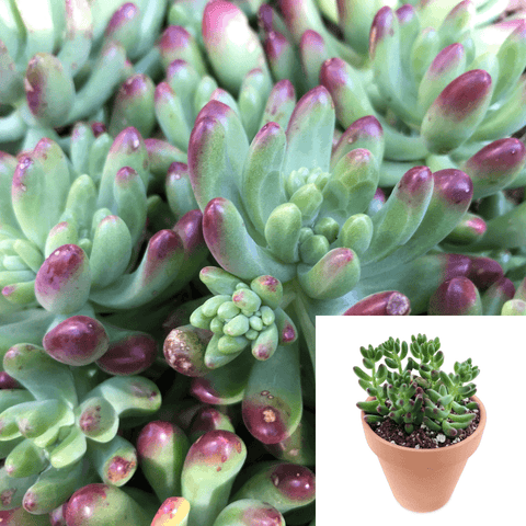 Sedum Rubrotinctum Agavaceae Succulent Drought Tolerant 4Inches Pot Houseplant Succulent Drought Tolerant Live Plant Ht7 Best