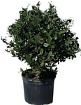 Feijoa Sellowiana 5Gallon Multi Branches Tree Feijoa Sellowiana Pineapple Fruit Guava Pineapple Guava Tree Ht7 Best