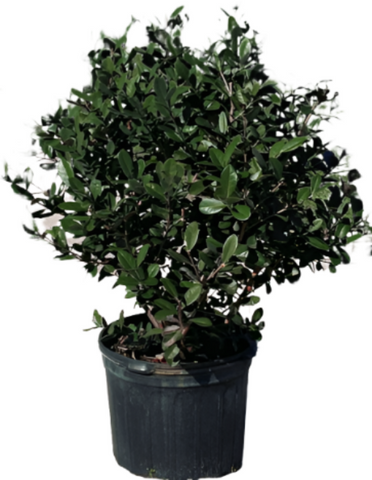 Feijoa Sellowiana 5Gallon Multi Branches Tree Feijoa Sellowiana Pineapple Fruit Guava Pineapple Guava Tree Ht7 Best