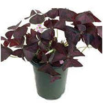 Oxalis Triangularis Plant 4Inches Plant False Shamrock Purple Shamrock Purple Wood Sorrel Plant ht7 Live Plant