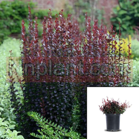 Berberis Thunbergii Red Rocket 1Gallon Plant Upright Japanese Barberry Plant Live Pla Mr7