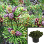 Pinus Mugo Pumilio 3Gallon Dwarf Swiss Mountain Pine Live Plant Outdoor Gg7