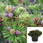 Pinus Mugo Pumilo 3Gallon Pinus Mugo Pumilio 3Gallon Dwarf Swiss Mountain Pine Live Plant Outdoor Gr7