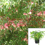 Grevillea Noellii 5Gallon Noellii Grevillea Pink Plant Pink Spider Flower Fr7