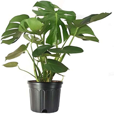 Monstera Deliciosa Split Leaf Philodendron Tree Plant 5 Gallon Plant Swiss Cheese Tree 3-5 Ft Tall Best Ht7