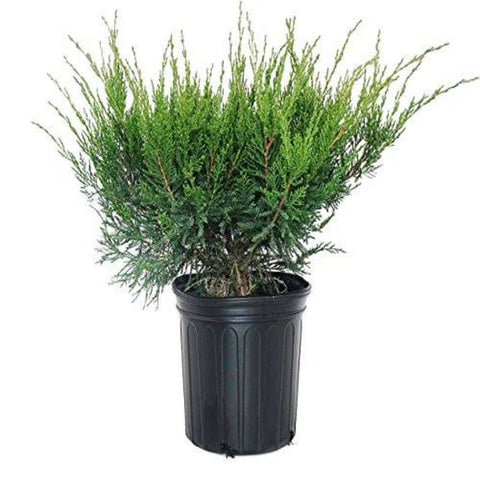 Juniperus Chinensis Sea Green 1Gallon Sea Green Juniperus Chinensis 1Gallon Juniperus Chinensis Sea Green Live Plant Fr7