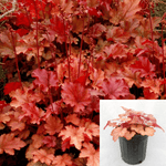 Heuchera Peach Flambe Plant Red Coral Bells 1 Gallon Live Plant Outdoor Bush Gr7