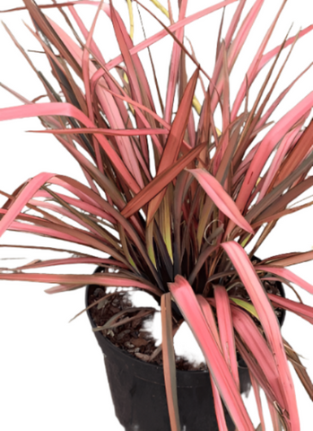 new zealand house plant Phormium Maori Maiden 5 Gallon New Zealand Flax Outdoor Grass Live Pla – NNplant
