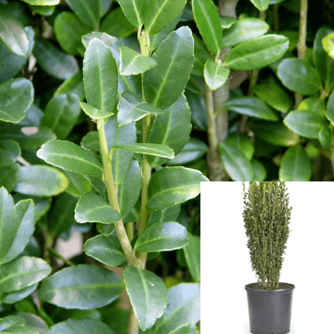 Ilex Crenata Sky Pencil Plant Sky Pencil Japanese Holly 2Gallon Live Plant Outdoor Plant Shrub Gr7