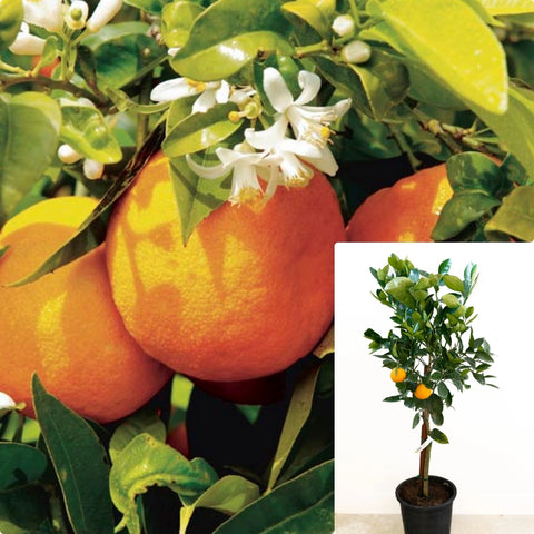 Citrus Sinensis Trovita Patio Tree 5Gallon Plant  Orange Plant Sweet Orange Plant Orange Trovita Fruit Tree Live Plant Gg7