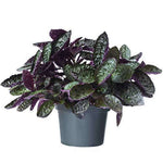 Purple Waffles 6Inches Pot Waffle Purple Plant Strobilanthes Alternata Red Ivy Ht7 Best
