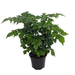 China Doll Radermachera Sinica Easy Houseplant 4Inches Pot Live Plant