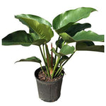 Philodendron Congo Green 8Inches Pot Premium Foliage Feet Tall 5Gallon 2.5 3.5Ft Tall Full Live Plant Ht7 Best