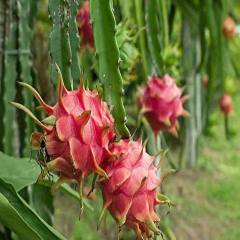 1 Cuttings Dragon Fruit Pitaya Selenicereus Undatus Dragon Fruit Pitaya Common Night Plant Not Rooted htt