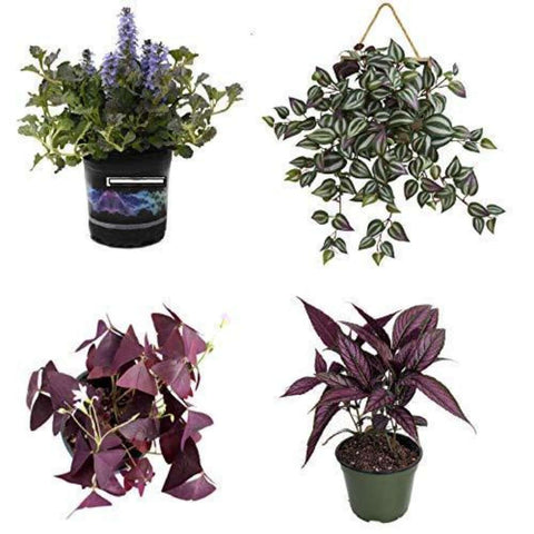 Combo Of 3 Purple Plant Purple Shield Purple Jew Purple Ajuga Plant 4Inches Pot Ht7
