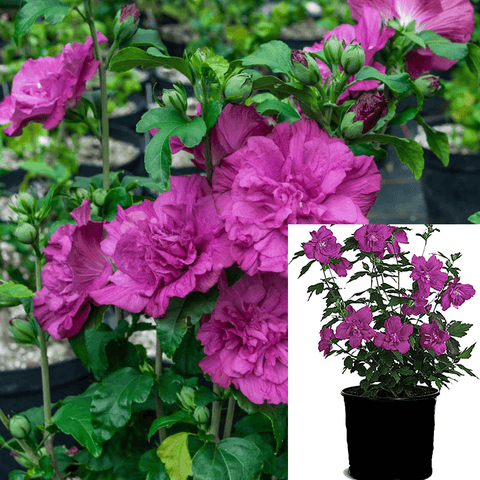 Hibiscus Magneta Chiffon Plant Purple Plant Rose Of Sharon Purple Chiffon 1Gallon Live Plant Outdoor Plant Flower Gr7