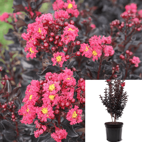 Lagerstroemia Fau Tuscarora Tree 5Gallon Plant Crape Myrtle Red Plant Crapemyrtle Live Plant Outdoor Plant Tree Gg7