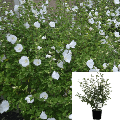 Hibiscus White Chiffon Plant Rose Of Sharon 1 Gallon Live Plant Outdoor Flower Gr7