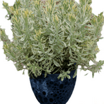 Lavandula Allardii Meerlo Plant Meerlo Lavender 5Gallon Live Plant Outdoor Plant Shrub Gr7