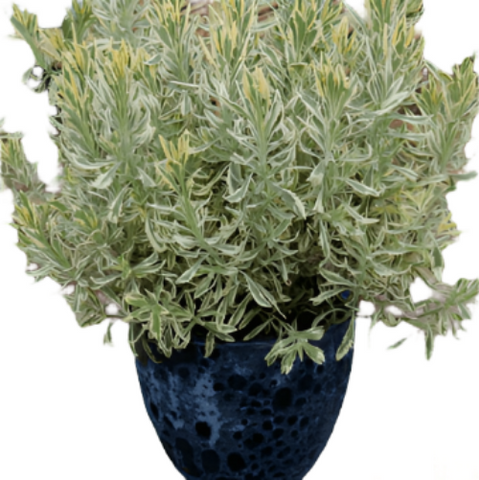 Lavandula Allardii Meerlo Plant Meerlo Lavender 5Gallon Live Plant Outdoor Plant Shrub Gr7