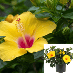 Hibiscus Yellow Plant Hardy 1 Gallon Live Plant Outdoor Flower Gr7