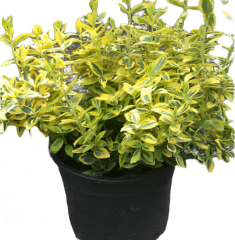 Euonymus Emerald Gold 1Gallon Plant Wintercreeper Euonymus 5Gallon Live Plant Outdoor Plant Bush Gr7