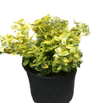 Euonymus Emerald Golden Plant Wintercreeper Euonymus 1Gallon Live Plant Outdoor Plant Bush Gr7Ht7