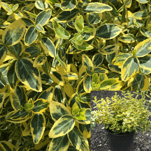 Euonymus Golden 5Gallon Plant Lime Dwarf Japanese Euonymus Live Plant Outdoor Gr7
