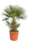 Chamaerops Humilis 5Gallon Plant Mediterranean Fan Palm Plant European Fan Palm Plant Outdoor Outdoor Live Plant Fr7A