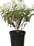 Hydrangea Bobo 5Gallon Plant Bobo Hydrangea White Plant Hydrangea Bobo Panicle Hydrangea Live Plant Outdoor Plant Shrub