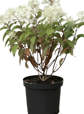 Hydrangea Bobo 5Gallon Plant Bobo Hydrangea White Plant Hydrangea Bobo Panicle Hydrangea Live Plant Outdoor Plant Shrub