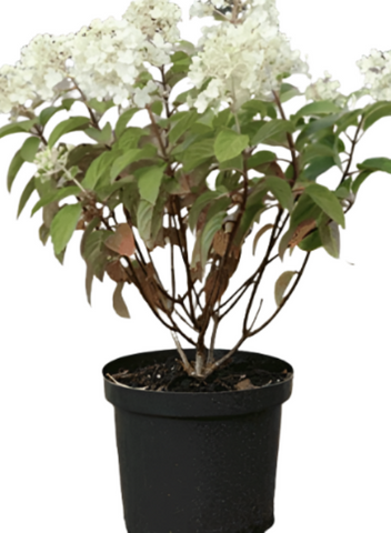 Hydrangea Bobo 1Gallon Plant Bobo Hydrangea White Plant Hydrangea Bobo Panicle Hydrangea Live Plant Outdoor Plant Shrub