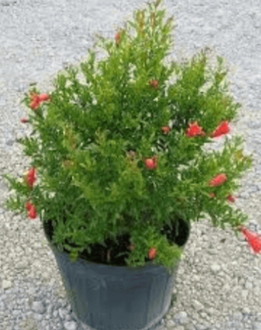 Punica Gran Nana Plant Dwarf Pomegranate 5Gallon Live Plant Outdoor Plant Fruit Tree