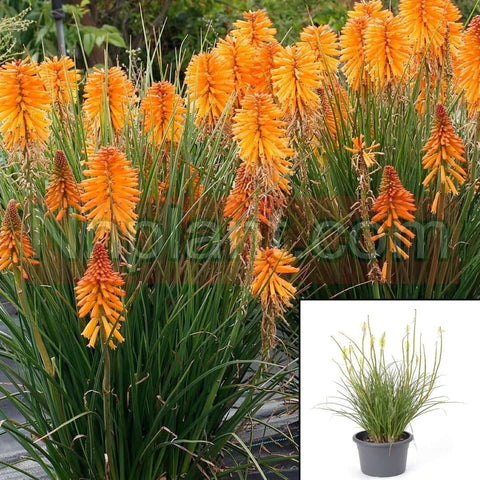 Kniphofia Uvaria 1Gallon Hot Poker Torch Lily Orange Perennials Outdoor Live Plant Ho7
