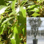 Quercus Suber Plant Cork Oak 5Gallon Live Plant Outdoor Plant Tree Gr7Mr7
