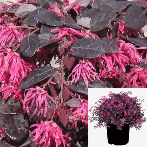 Loropetalum Jazz Hands Pink Plant Chinese Fringe Flower 2Gallon Live Plant Outdoor Plant Shrub Gr7A