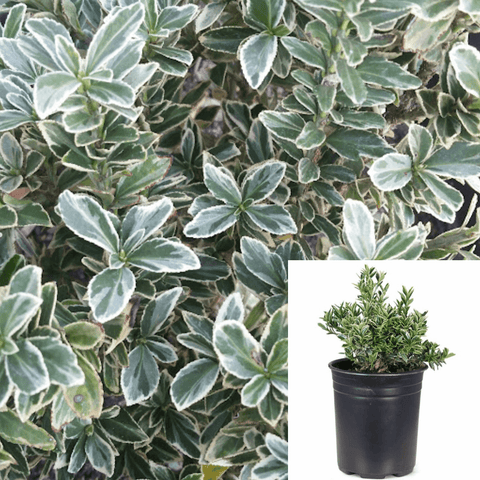 Euonymus Microphylla Variega 5Gallon Plant Microphylla Variegated Box Leaf Euonymus Live Plant Outdoor Plant Shrub Gr7