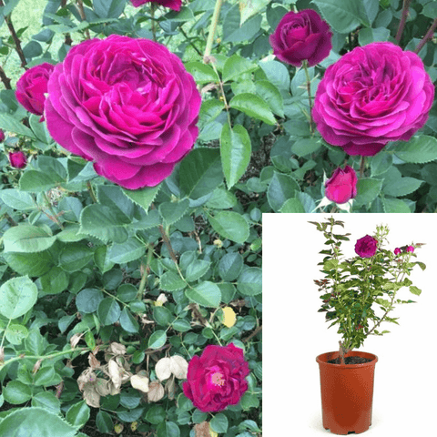 Rosa Celestial Night 5Gallon Pink Rose Plant Celestial Night Floribunda Rose Rose Plant Gr7