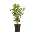 Peony Alexander Fleming 5 Gallon Plant Garden Flower Shrub Pink Peonies Outdoor Live Plant Fr7
