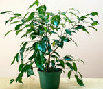 Spearmint Figs Tree 16-26Inches 1 Gallon Inches Pot Indoor Houses Air Purifying Shrub Live Plant Ht7