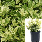 Osmanthus Heterophylus Goshik 5Gallon Plant Goshiki Holly Osmanthus Live Plant Outdoor Plant Shrub Gr7Ho7A