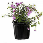 Lantana Lavender 1Gallon Lantana Montevidensistrailing Lantana Weeping Lan Fr7