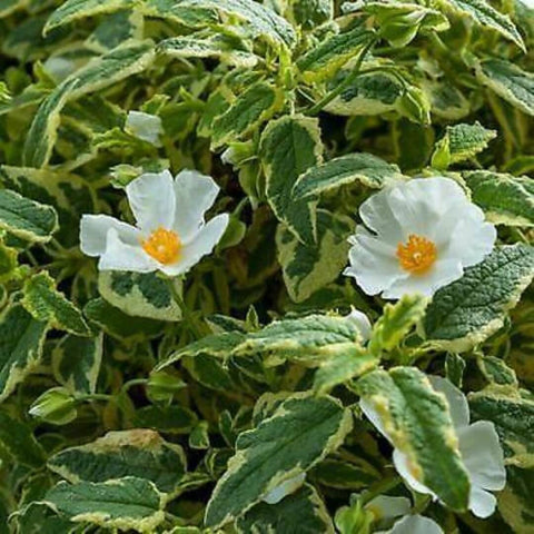 Cistus Little Miss Sunshine 5 Gallon Rockrose Variegated Live Plant Outdoor Mr7